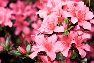 shallow-focus-photography-of-pink-petaled-flowers-1082162