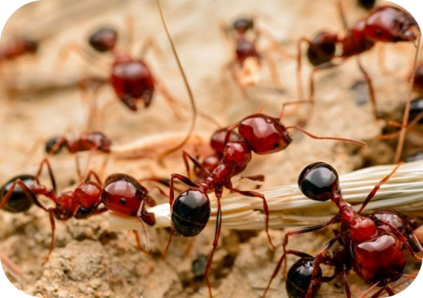 Fire ant control